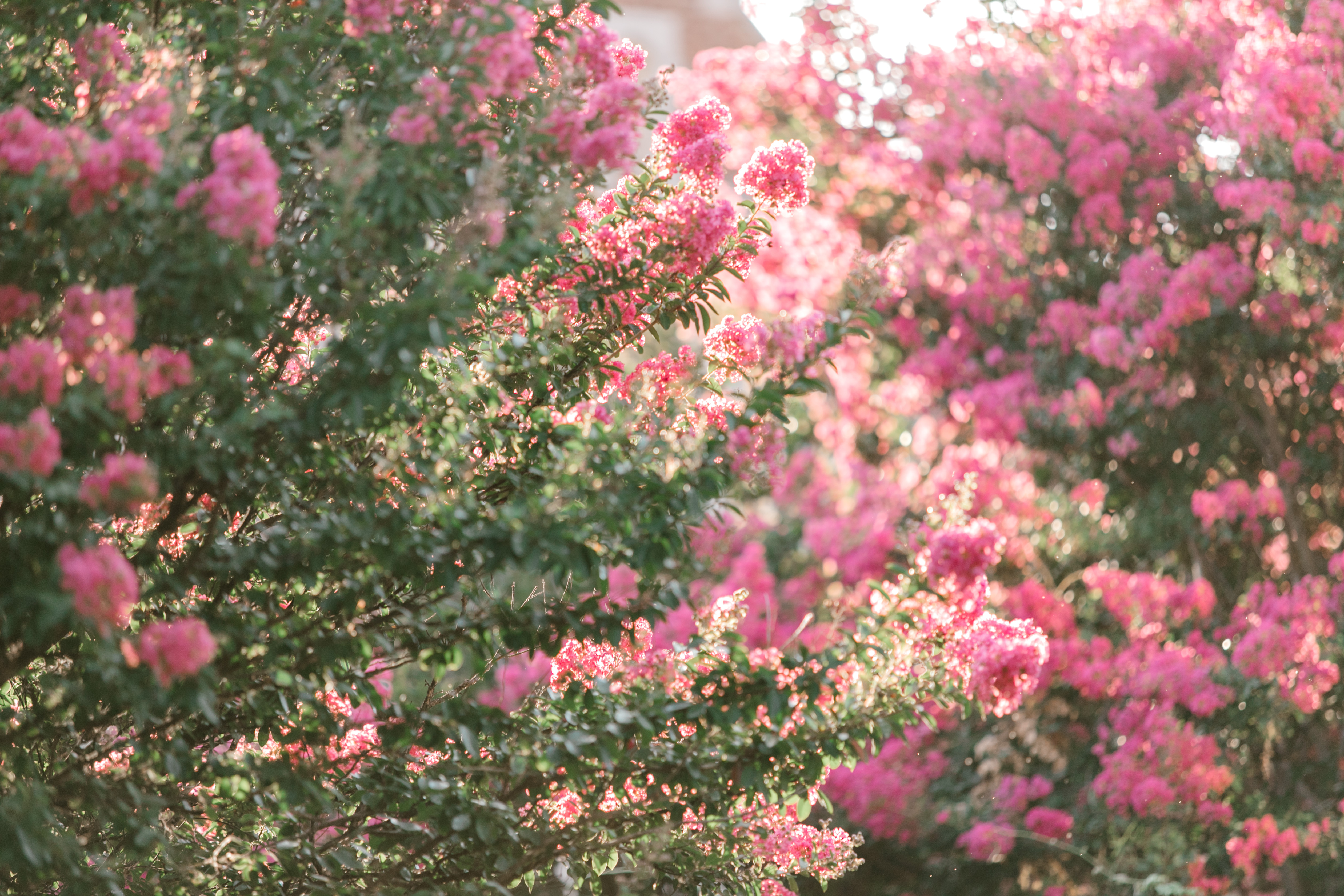 Photos of OU Campus - Crepe Myrtles in bloom