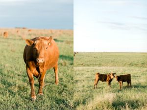 cattle in el reno oklahoma
